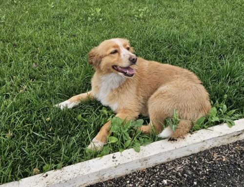 Cane si aggira al Terminillo Center, di chi è?