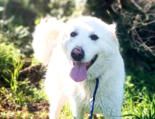 Tre anni e mezzo, da un po’ senza famiglia: Molly