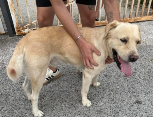 Labrador a Poggio Fidoni, chi lo ha smarrito?