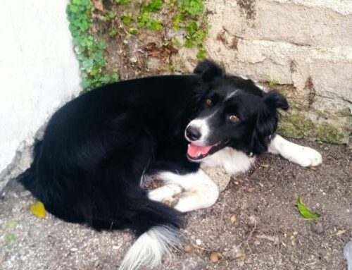 Border Collie entrato in una proprietà privata, di chi è?