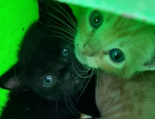 Dieci cuccioli di gatto pronti per essere adottati