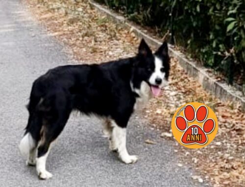 Cagnolina avvistata a Poggio San Lorenzo, chi l’ha persa?