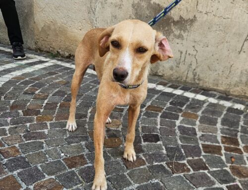 Trovata e accalappiata a Longone Sabino, ora si trova in Canile