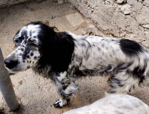 Setter rinuncia di proprietà, cerca adozione