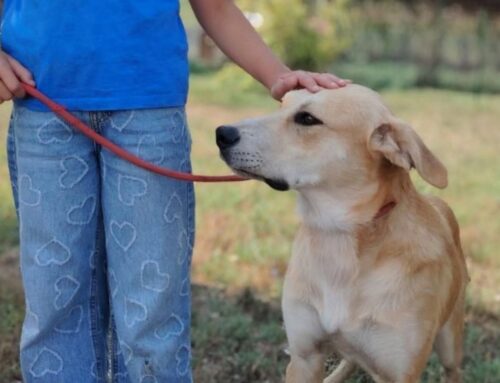 Dalla Sabina ecco Axel, meraviglioso cane in cerca di affetto