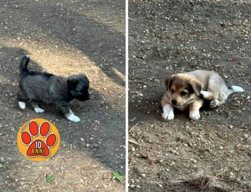 Cuccioli da Roma, trovati in strada