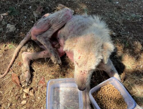 Cane trovato in fin di vita