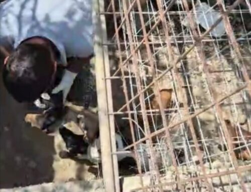 Sicilia, trovati dieci cani in una cisterna di 12 metri quadri. Brambilla: “Grazie a chi è prontamente intervenuto”