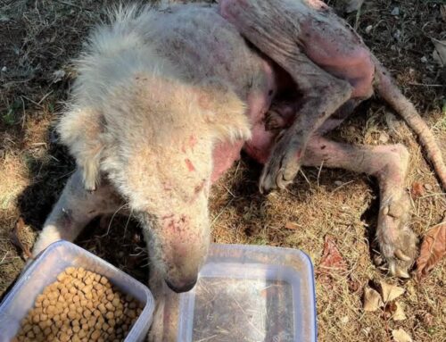 Purtroppo è deceduto il Maremmano in fin di vita. Pioggia di dolore