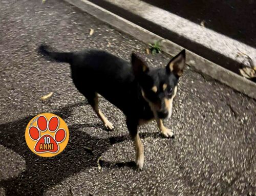 Simil Pincher in strada da solo, quartiere Micioccoli: chi lo ha perso?