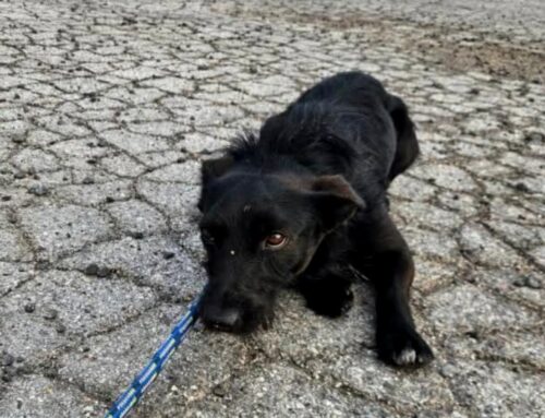 Recuperato il cagnolino segnalato sulla Rieti – Terni. Portato in Canile