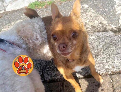 Aiutọ! Chihuahua in strada: chi lo ha perso? Rischia l’investimento
