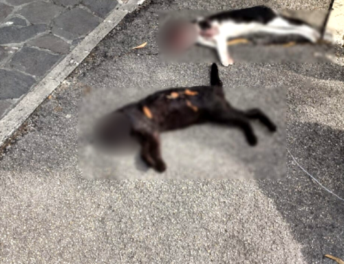 Gatti uccisi a bastonate a Pescara, Brambilla: “Gesto orribile. Applicare con rigore la Legge”
