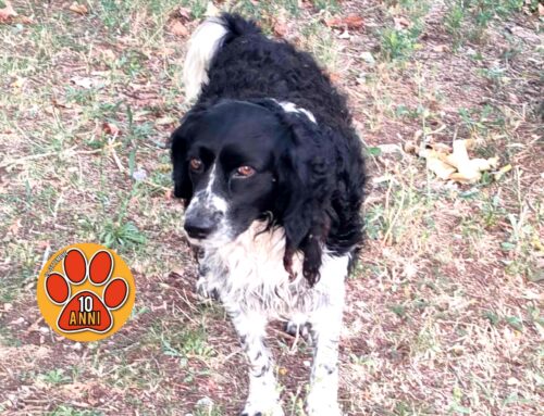 Cane sulla Giorlandina, cammina da solo. Forse si è perso