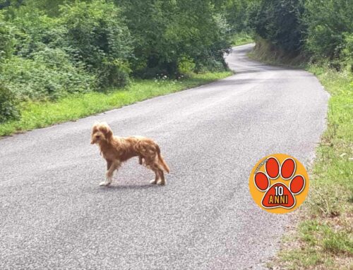 Cagnolino in strada con un freesby come ciotola per l’acqua. Timoroso e zuppo di pioggia. Visto zona Borgo San Pietro
