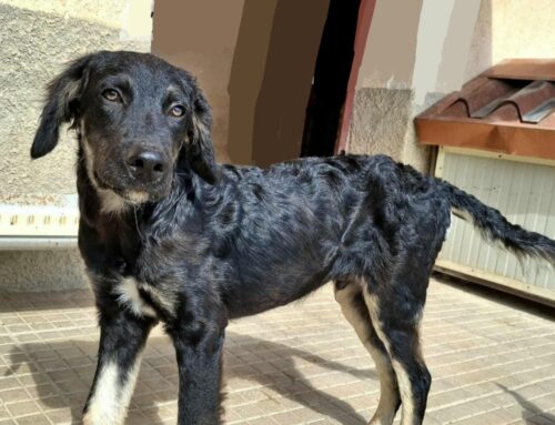 Un cane Rock da Palermo: pronti ad adottarlo?
