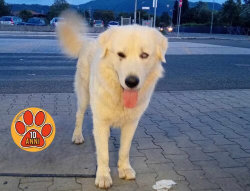 Segnalato stasera al Todis di via Ricci