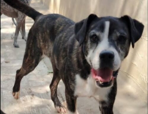 Zorro si affida al Centro o Nord Italia: fatevi sotto per lui!