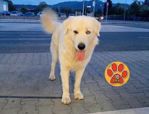 Simba è tornato a casa
