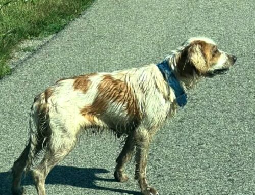 Femmina con collare azzurro segnalata a Terria
