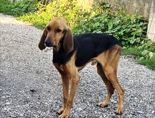 Jhonny dal Canile di Rieti. È stato trovato denutrito
