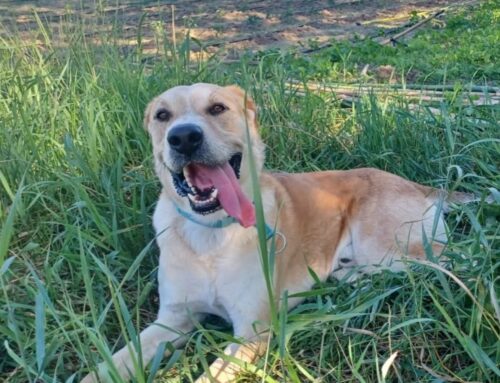 Max è a rischio canile!