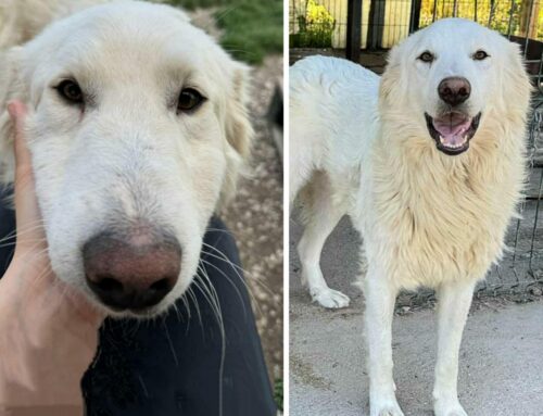 Cucciolone Andrea, nessuno si innamora di lui?