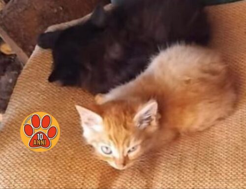 Gattine e gattini aspettano famiglie e tanto amore