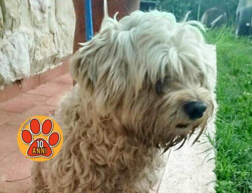 Tornata a casa la cagnolina di via Velinia