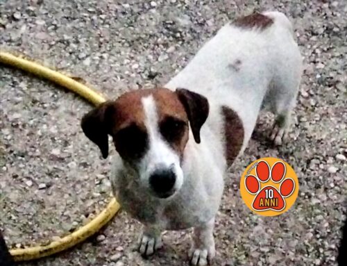 Questo tesoro cerca adozione. Jack Russel dolcissima