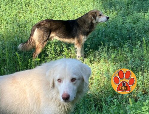 Due cani tra Vazia e Lisciano, il Maremmano senza microchip
