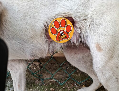 Tornati a casa feriti i cani scappati da Finocchieto. Il bianco ha un buco nel fianco
