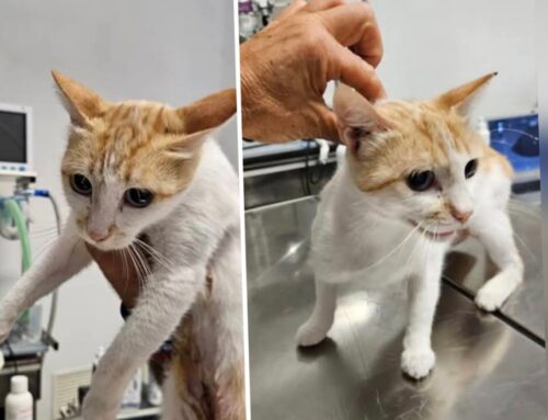 Gatta trovata a Montebuono, è ferita nella coscia