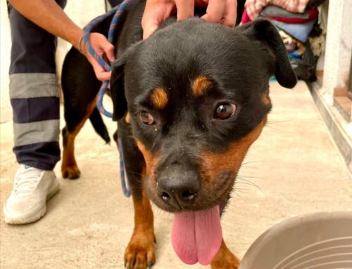 Città di Castello (Umbria), cagnolona entrata in canile. Di chi è?