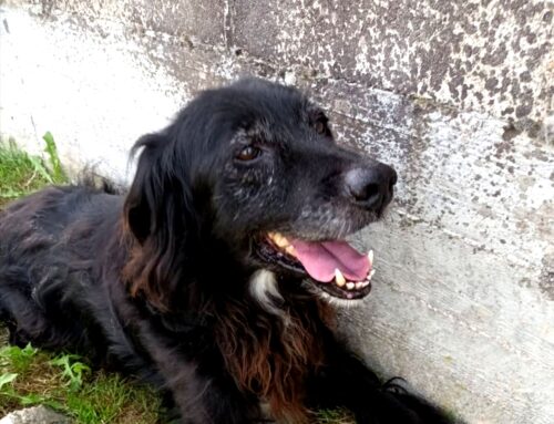 Canile di Sante Marie (L’Aquila), Pepe è stato abbandonato, ora cerca adozione