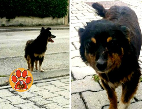 Cagnolino in via Biancifiori, chi lo ha smarrito?
