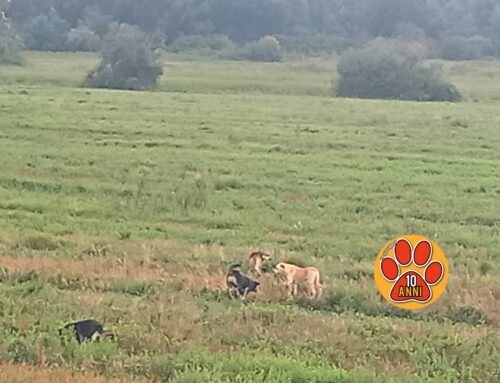 Branco di cani liberi nella Piana Reatina