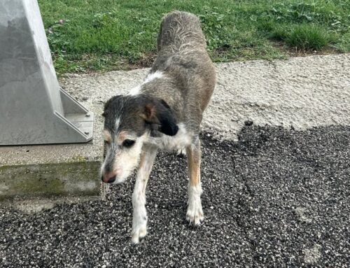 Segnalato  vagante a Campoloniano, di chi è?