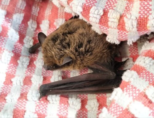 Salvata Nottola (Pipistrello) in difficoltà. Sarà rimessa in libertà
