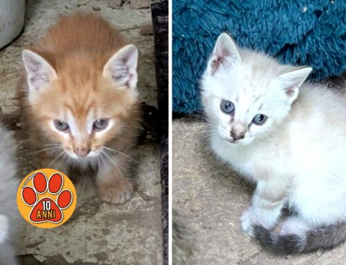 Meravigliosi gattini sognano adozione. Si trovano a Rieti (Lazio)