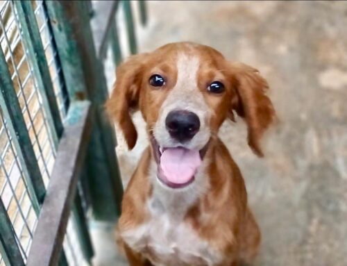 Alvin dal Canile di Gubbio (Umbria): cerca adozione! E’ un bellissimo Setter