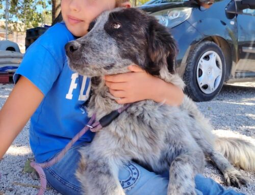 Tenero Bobby, baci e carezze non bastano più senza una famiglia