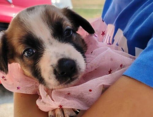 Cucciola Mia è andata in pre-affido: incrociamo le dita