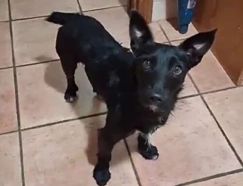 Balù, salvato nella superstrada Rieti – Terni: è in stallo in attesa di capire il futuro