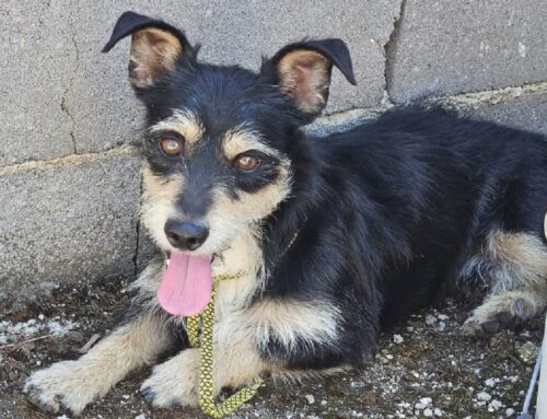 Trovato in via Pasolini a Passo Corese: ora si trova al Canile di Rieti. Chi lo ha smarrito?