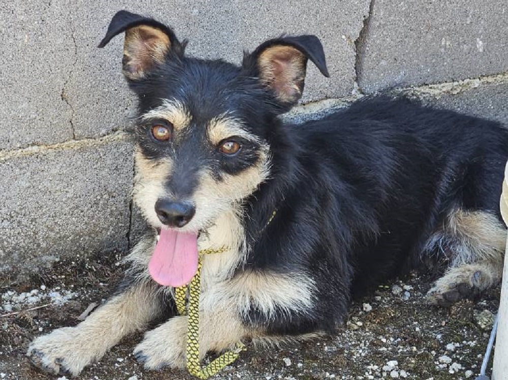 cane_cagnolino_passo_corese_canile_rieti