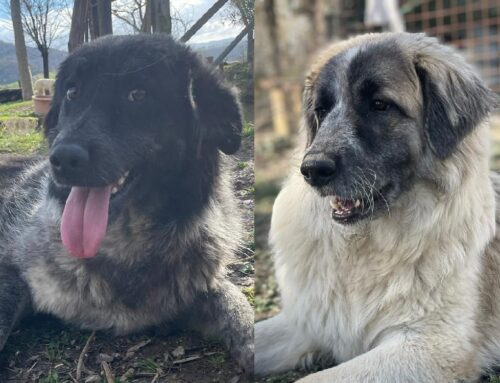 Loro sono quelli che nessuno ha mai scelto