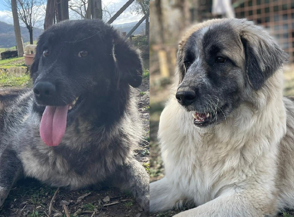 cane_cani_karolina_portami_con_te