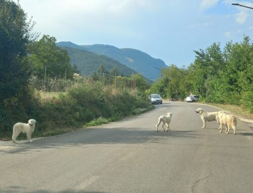 Barbara: “Cani in pericolo in via Fonte Cerro Sud. Vagano in strada”