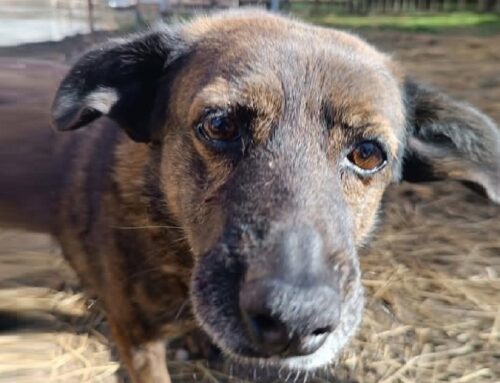Cassandra cerca adozione da oltre 10 anni, non ha mai visto una casa